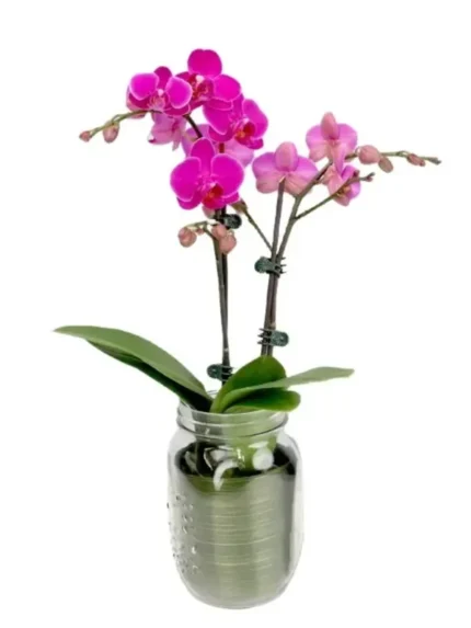 Φυτό Ορχιδέα Μίνι Phalaenopsis Φούξια Δίκλωνη