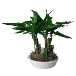 Δράκαινα Dracena Fragrans σε Γλάστρα