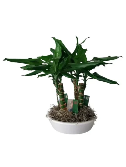 Δράκαινα Dracena Fragrans σε Γλάστρα