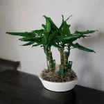 Δράκαινα Dracena Fragrans σε Γλάστρα