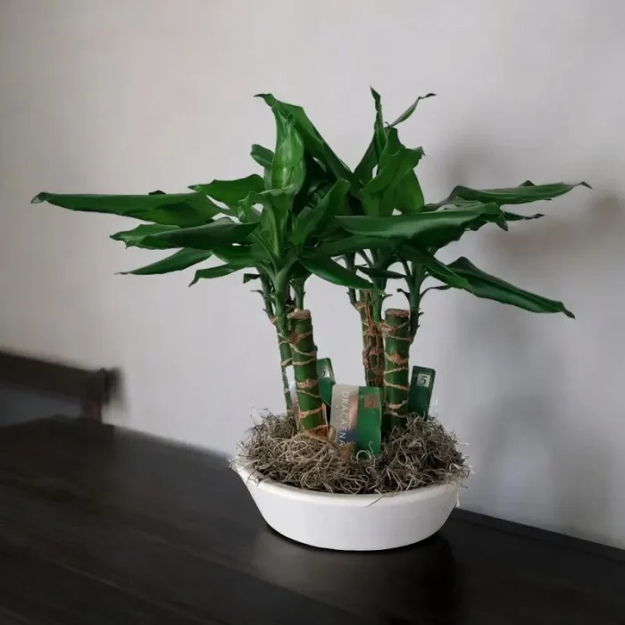 Δράκαινα Dracena Fragrans σε Γλάστρα