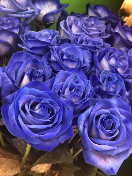 Τριαντάφυλλα Μπλε