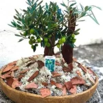 Φυτό Ελιά Bonsai Μεσαίο